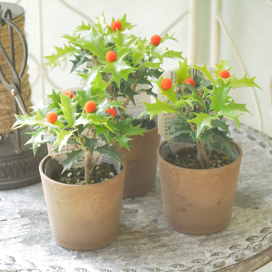 秋冬の寄せ植えに！フイリヒイラギ（黄緑）