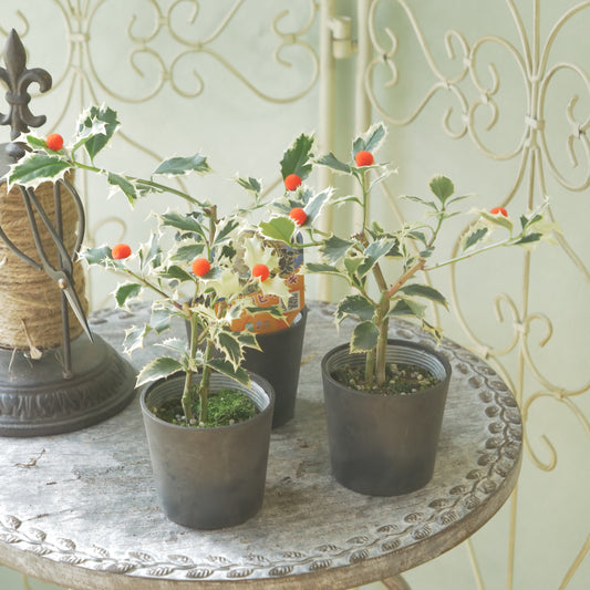 秋冬の寄せ植えに！フイリヒイラギ（やや大きい斑入りの葉）