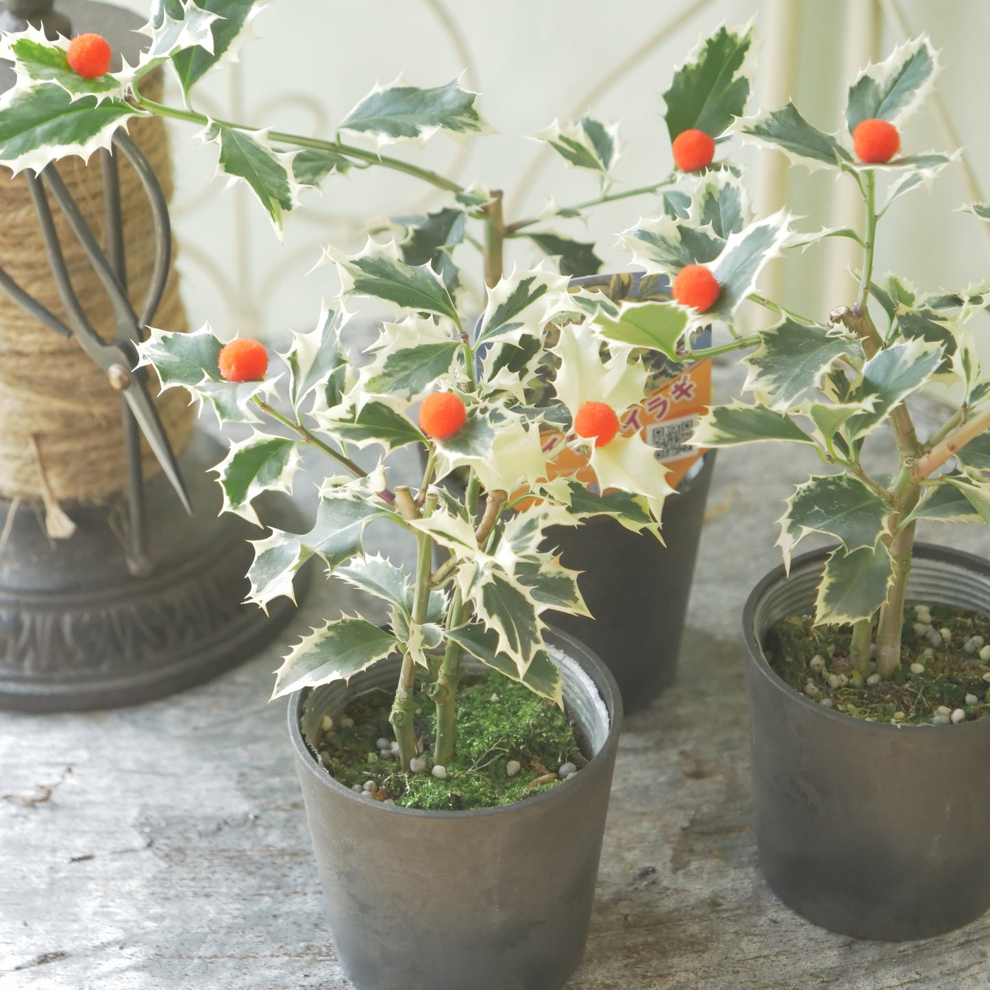 秋冬の寄せ植えに！フイリヒイラギ（やや大きい斑入りの葉）