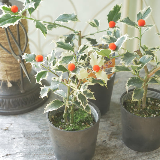 秋冬の寄せ植えに！フイリヒイラギ（やや大きい斑入りの葉）