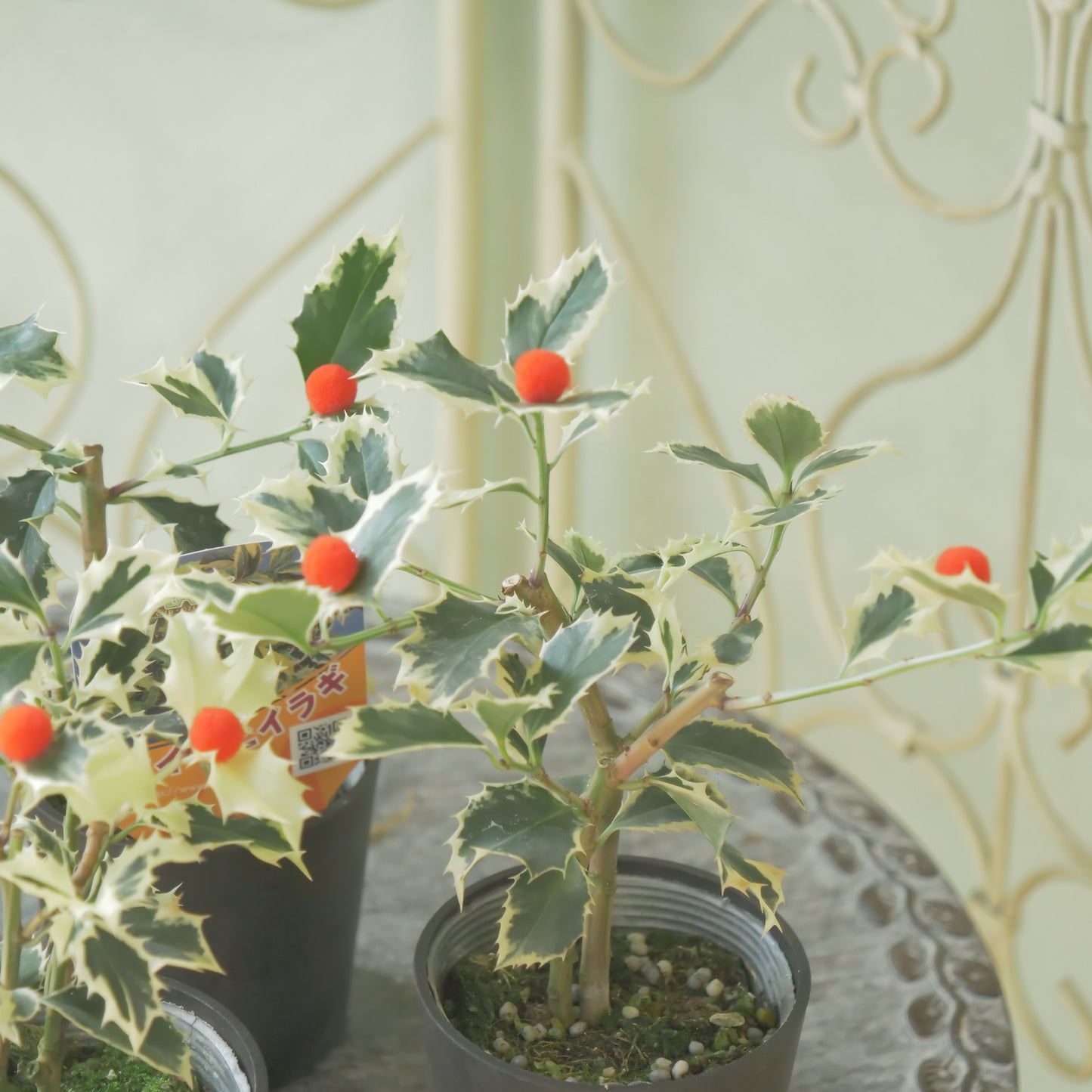 秋冬の寄せ植えに！フイリヒイラギ（やや大きい斑入りの葉）