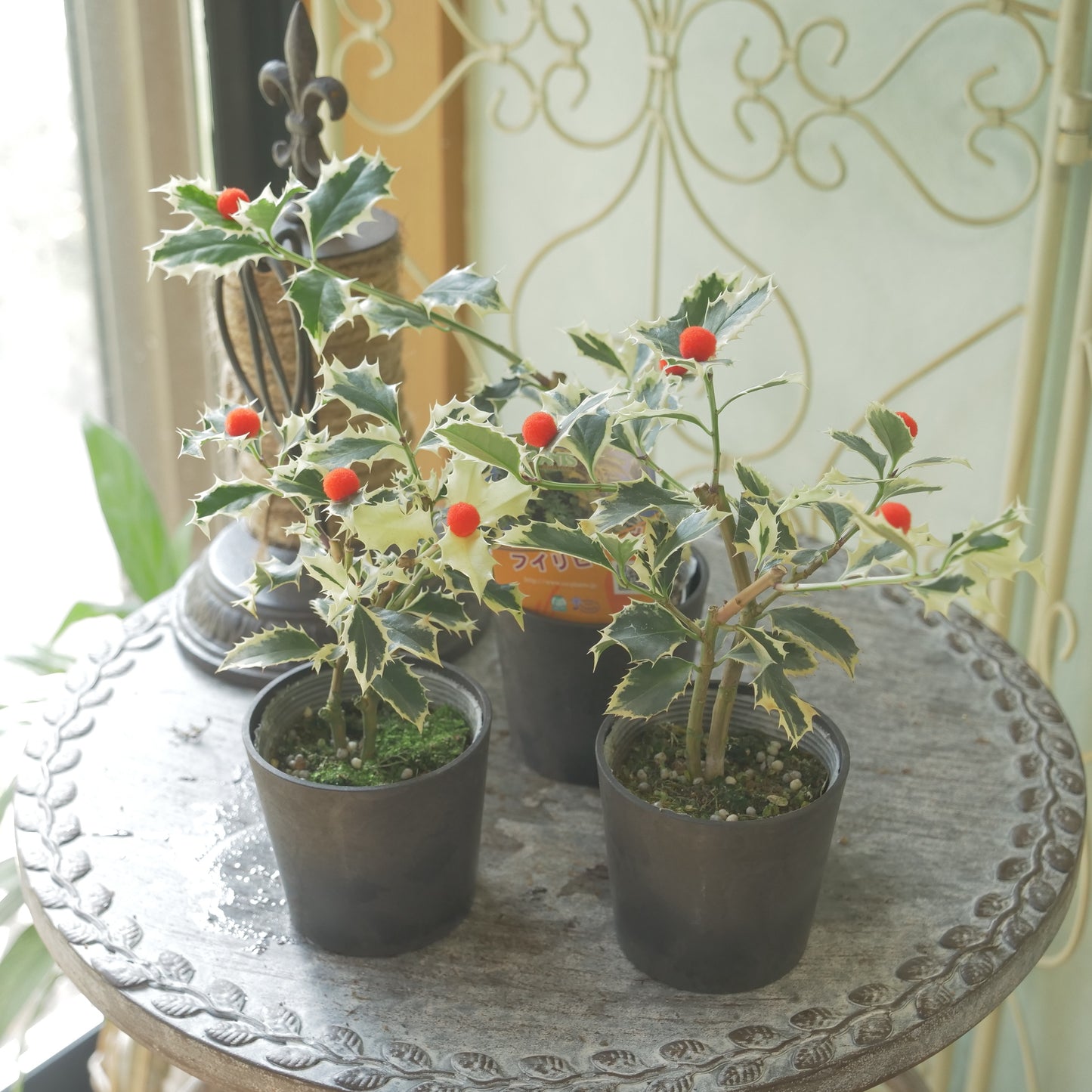 秋冬の寄せ植えに！フイリヒイラギ（やや大きい斑入りの葉）