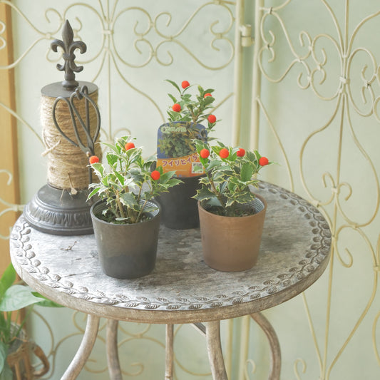 秋冬の寄せ植えに！フイリヒイラギ（やや小さい斑入りの葉）