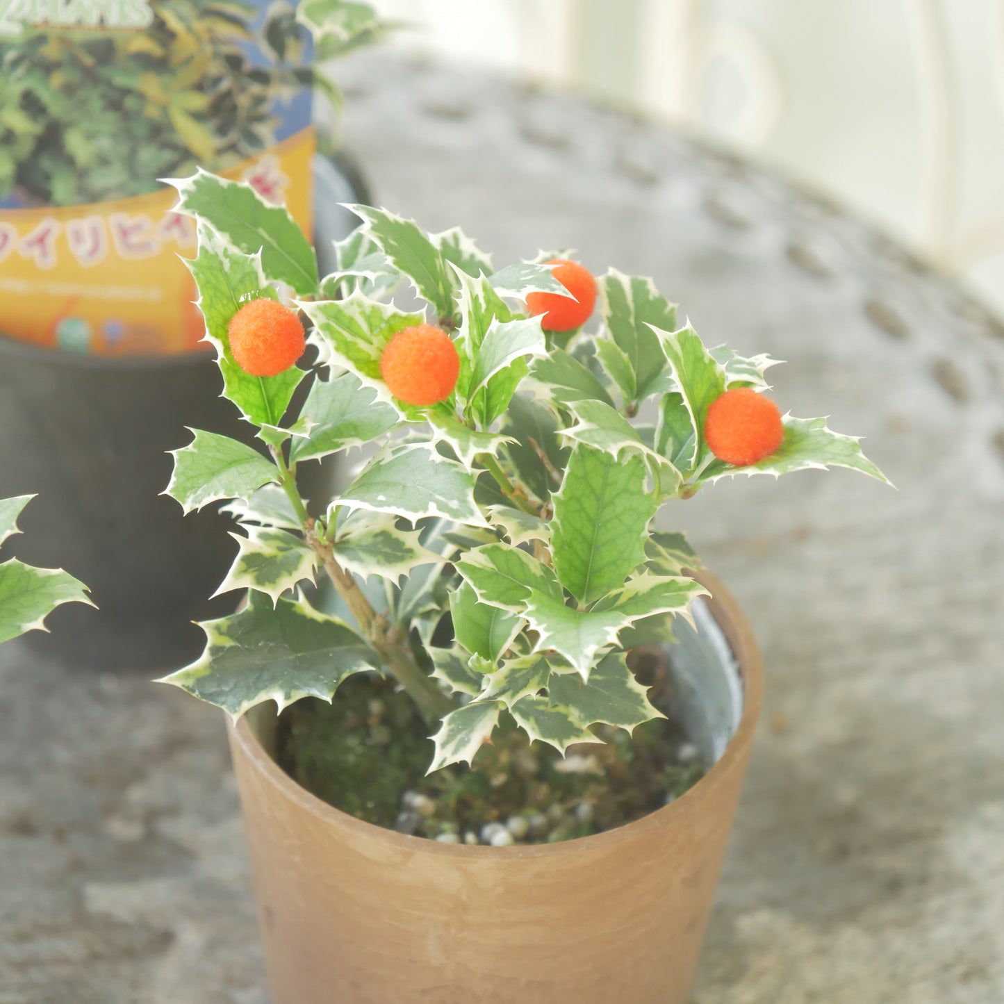 秋冬の寄せ植えに！フイリヒイラギ（やや小さい斑入りの葉）