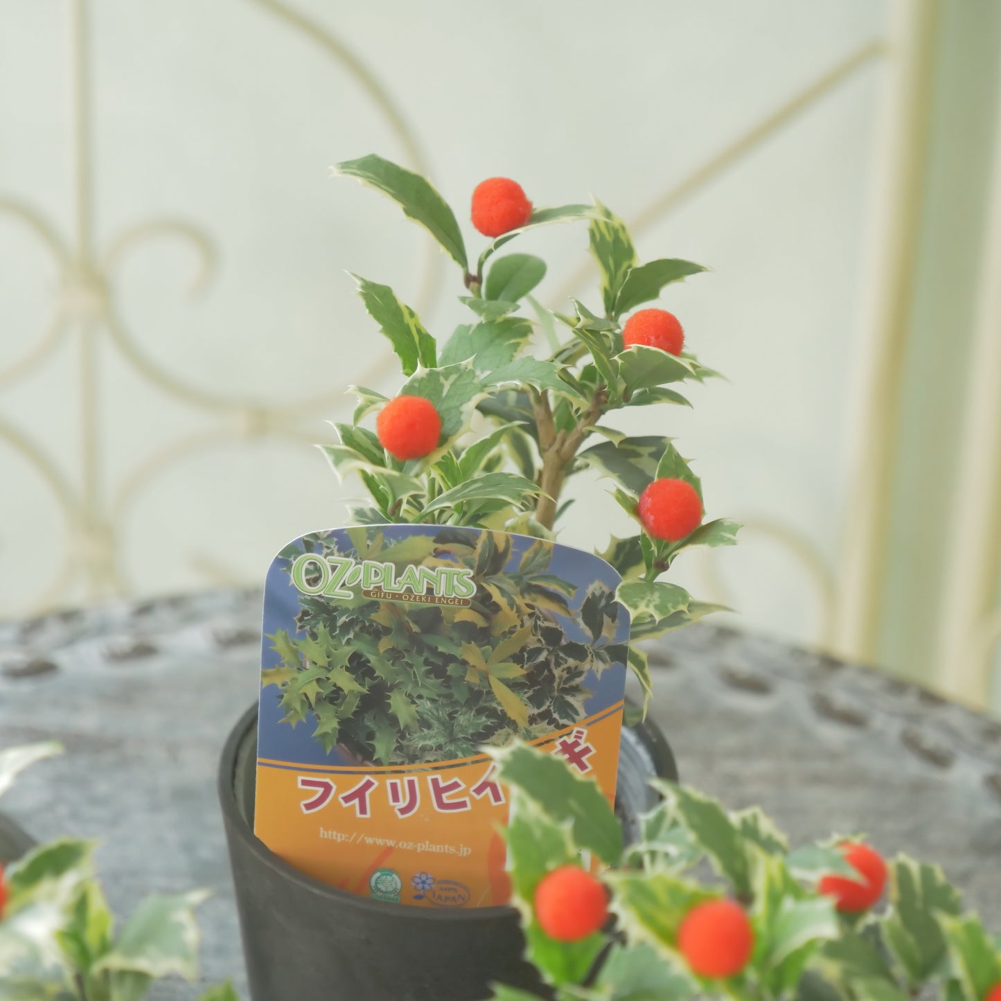 秋冬の寄せ植えに！フイリヒイラギ（やや小さい斑入りの葉）