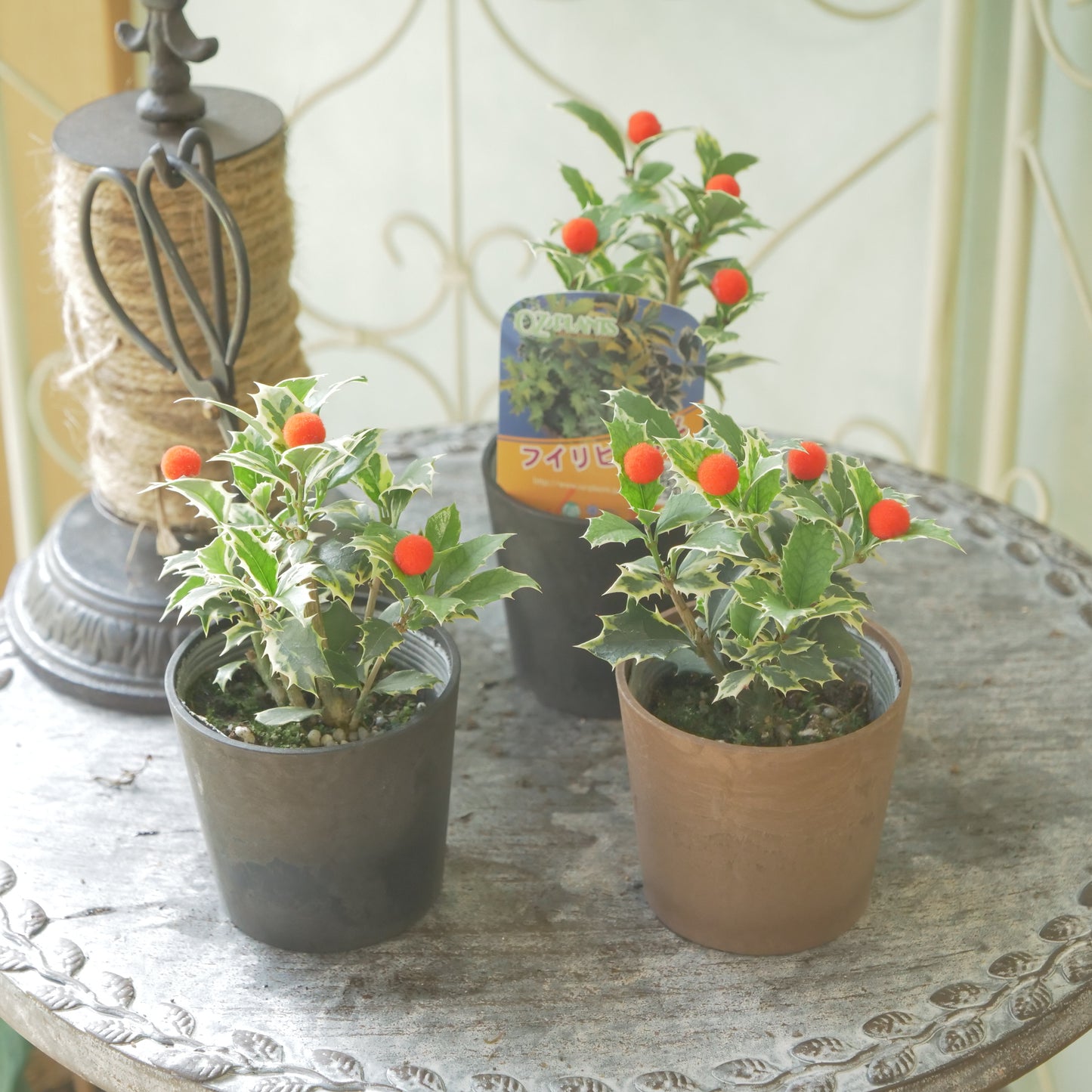 秋冬の寄せ植えに！フイリヒイラギ（やや小さい斑入りの葉）