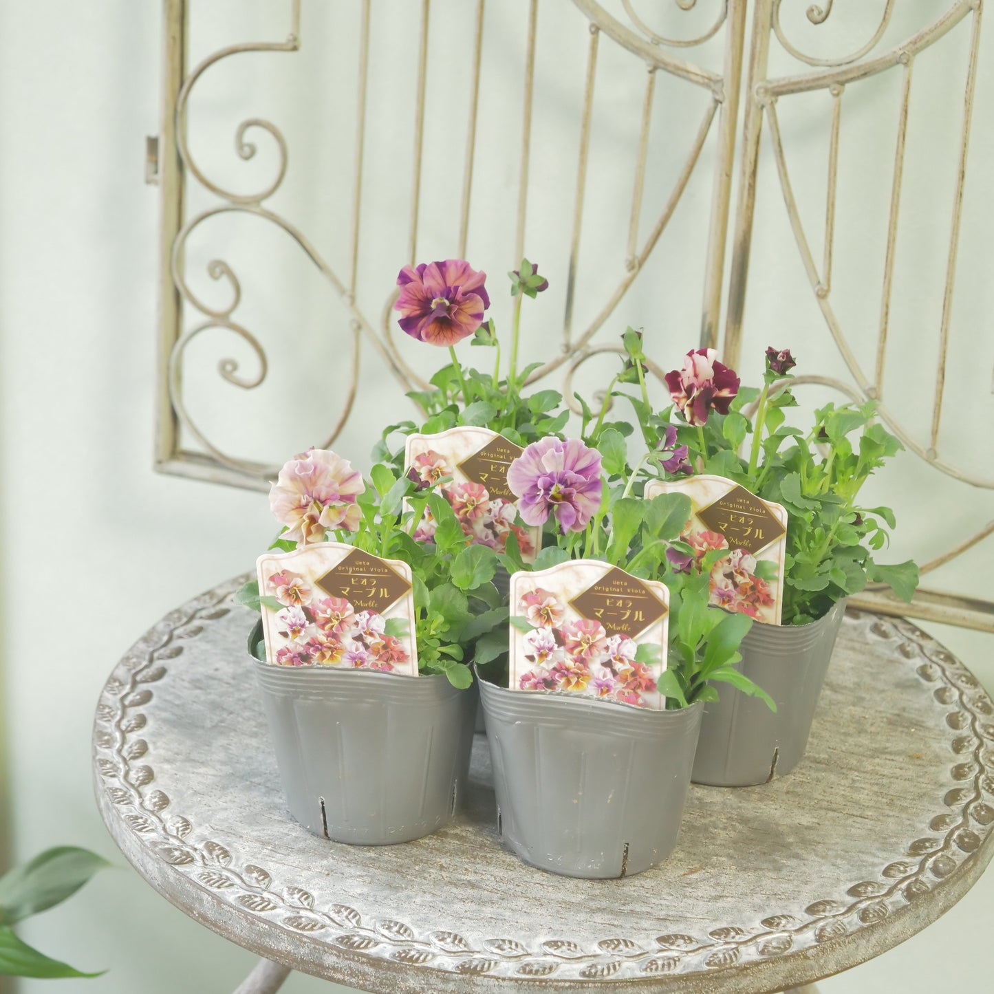 うえたさんオリジナル　ビオラ【マーブル】