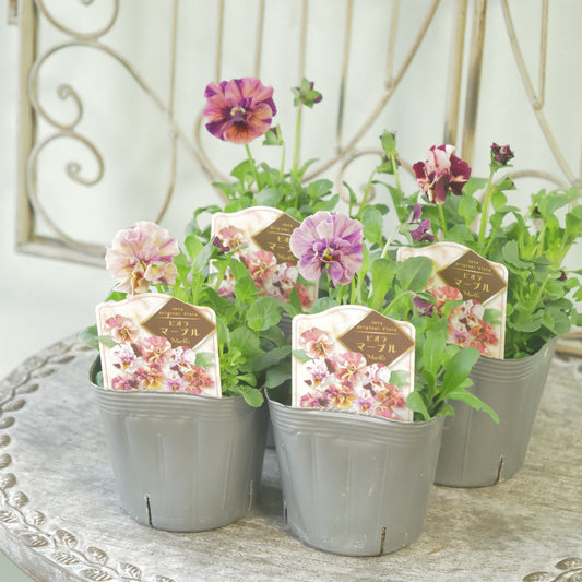 うえたさんオリジナル　ビオラ【マーブル】