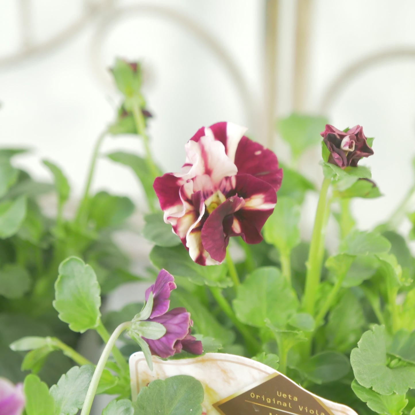 うえたさんオリジナル　ビオラ【マーブル】