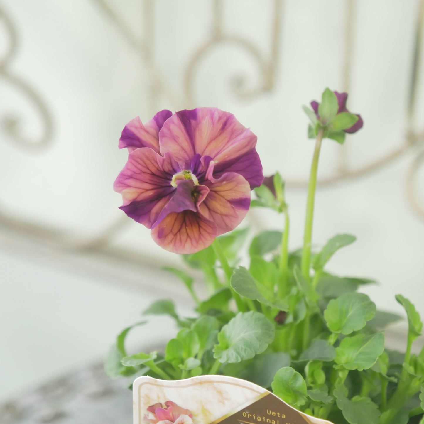 うえたさんオリジナル　ビオラ【マーブル】