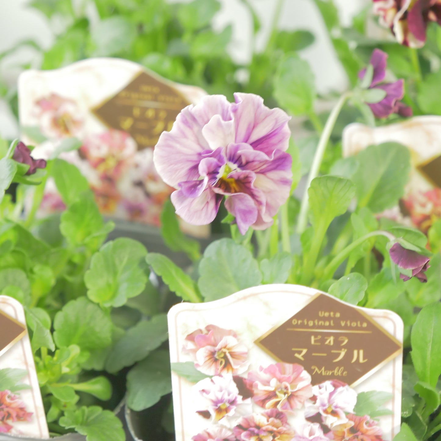 うえたさんオリジナル　ビオラ【マーブル】