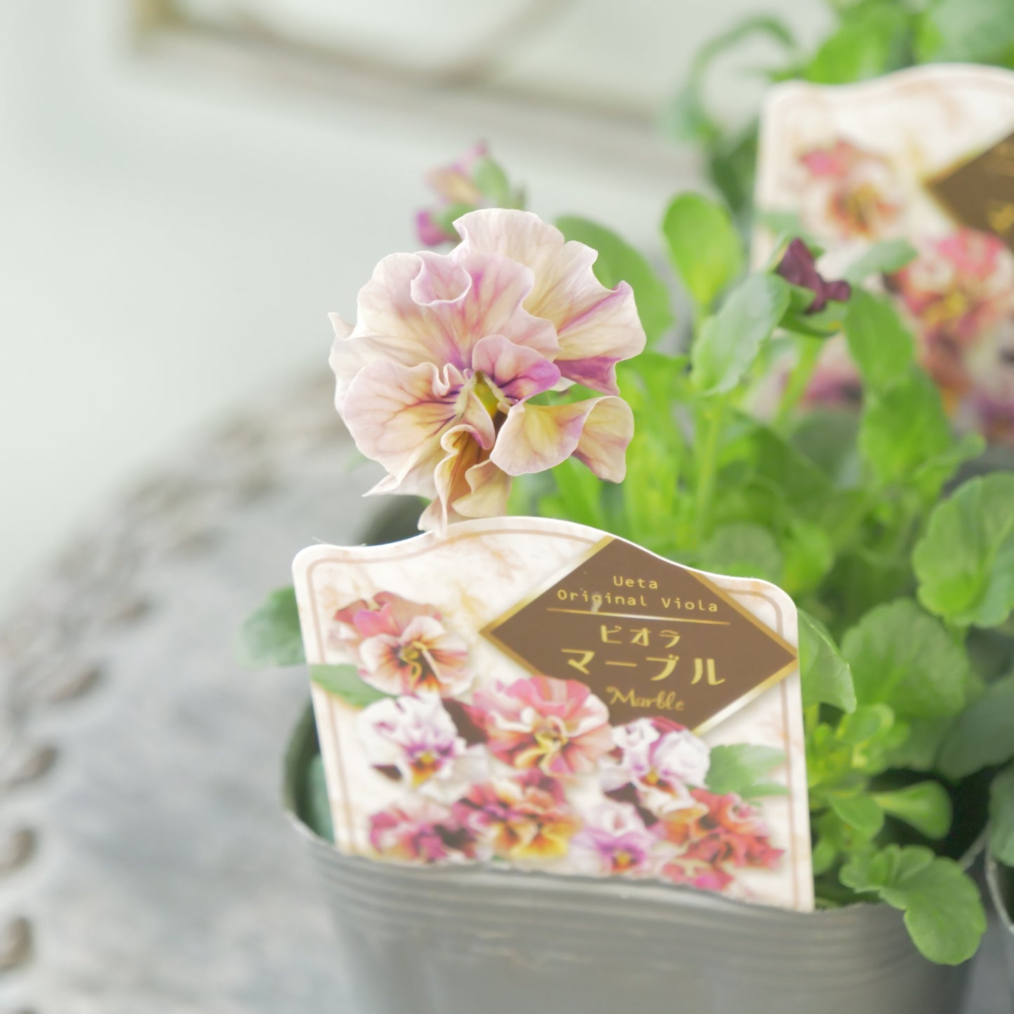 うえたさんオリジナル　ビオラ【マーブル】