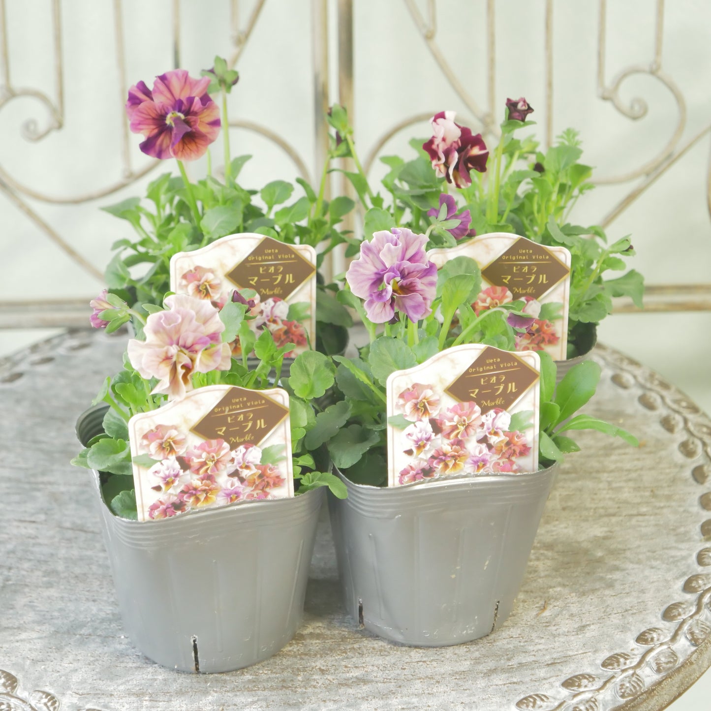 うえたさんオリジナル　ビオラ【マーブル】