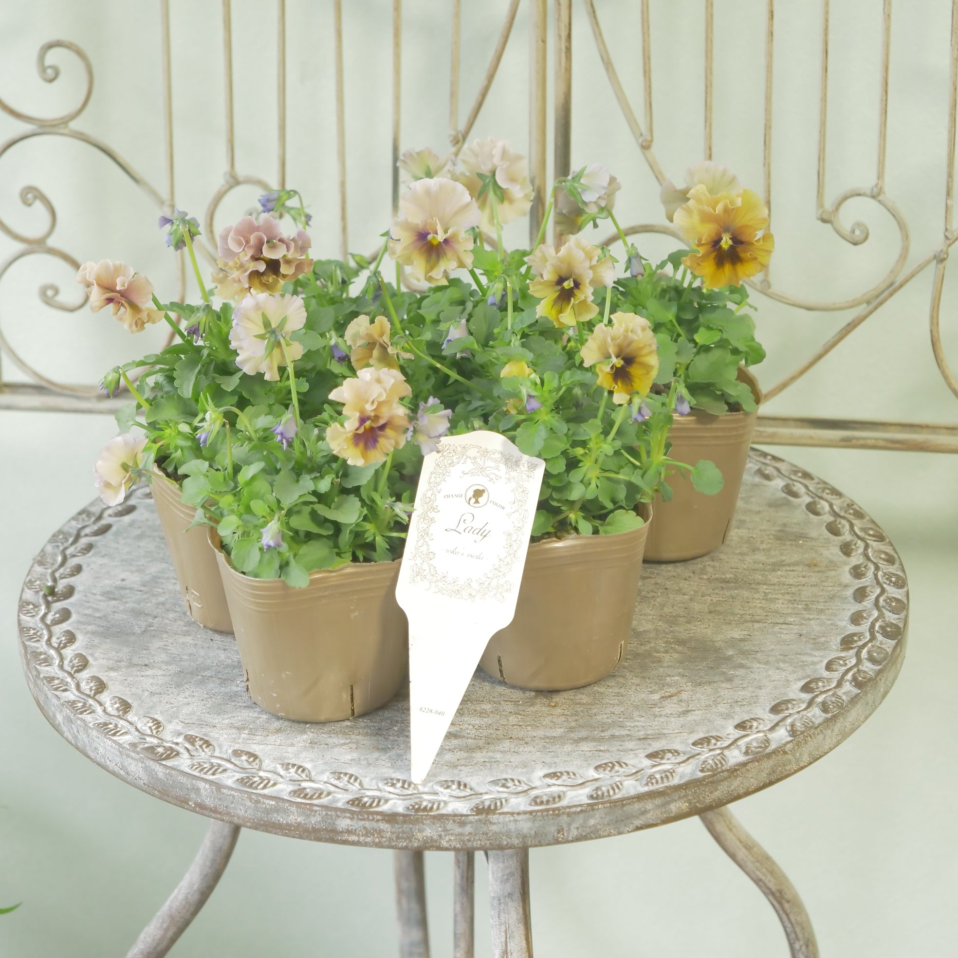 花苗、リーフ苗 – flower magic