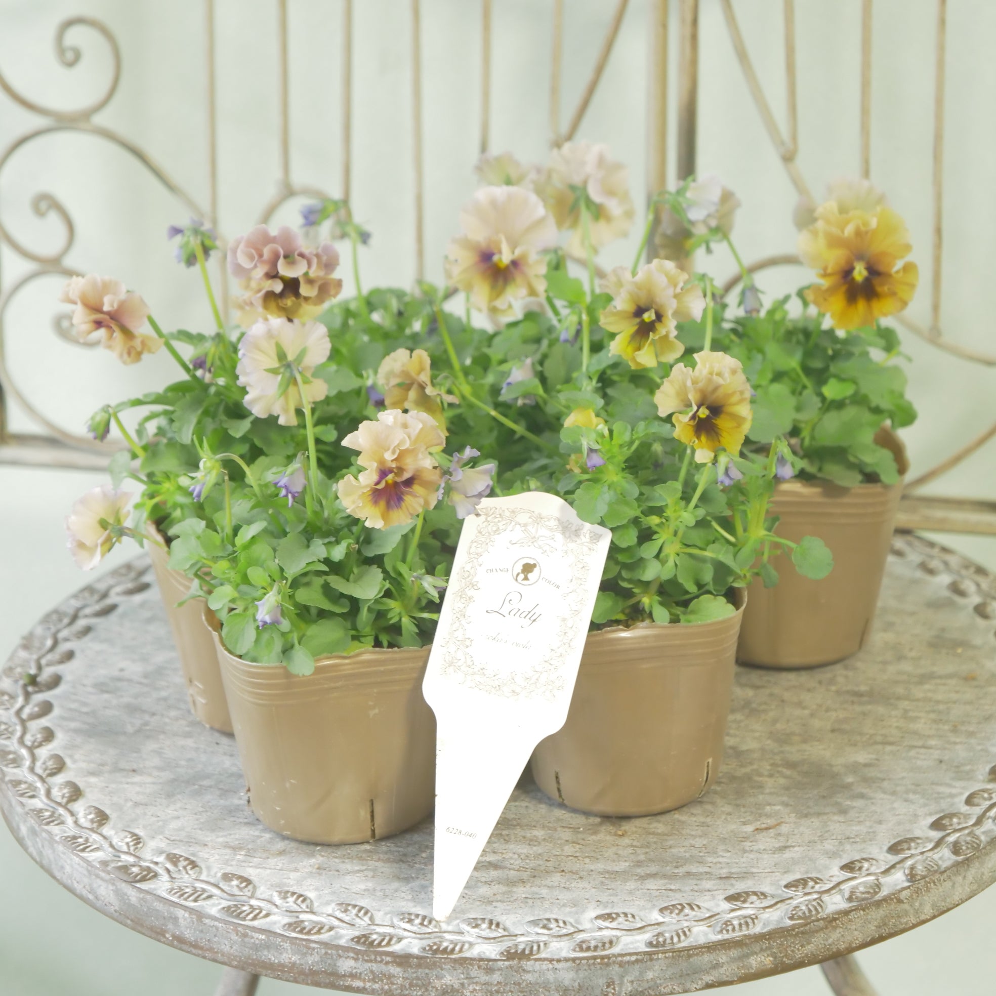 花苗、リーフ苗 – flower magic