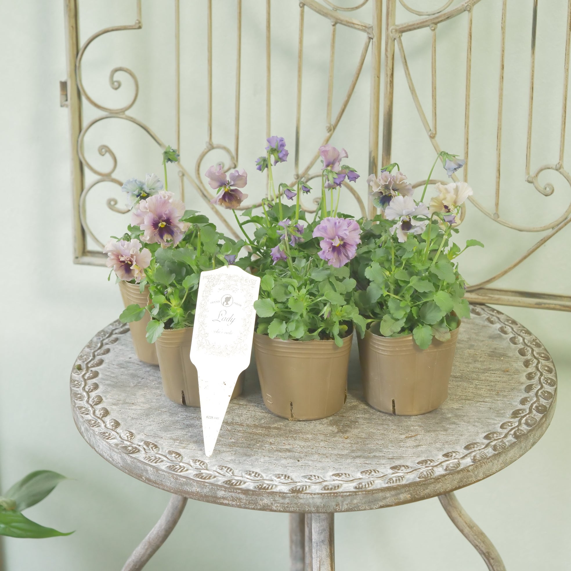 花苗、リーフ苗 – flower magic