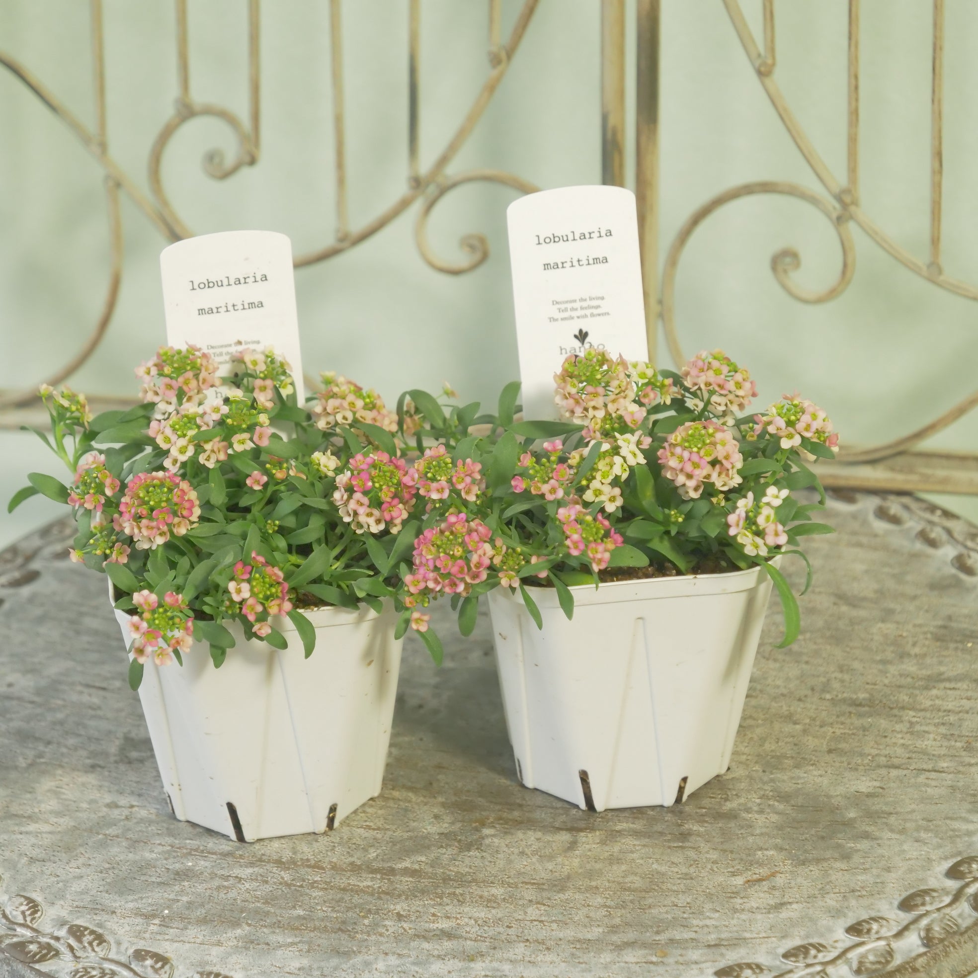 花苗、リーフ苗 – flower magic