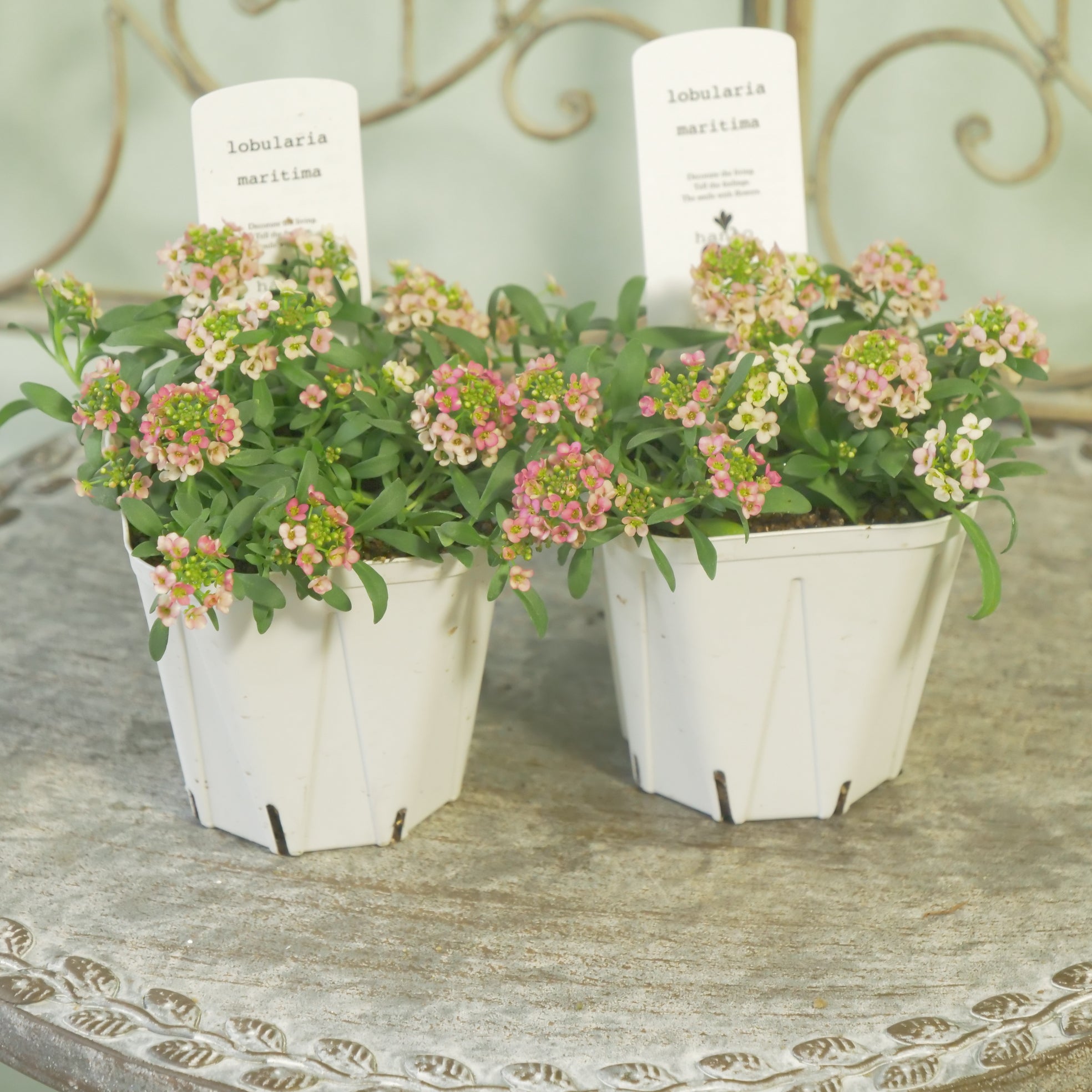 花苗、リーフ苗 – flower magic