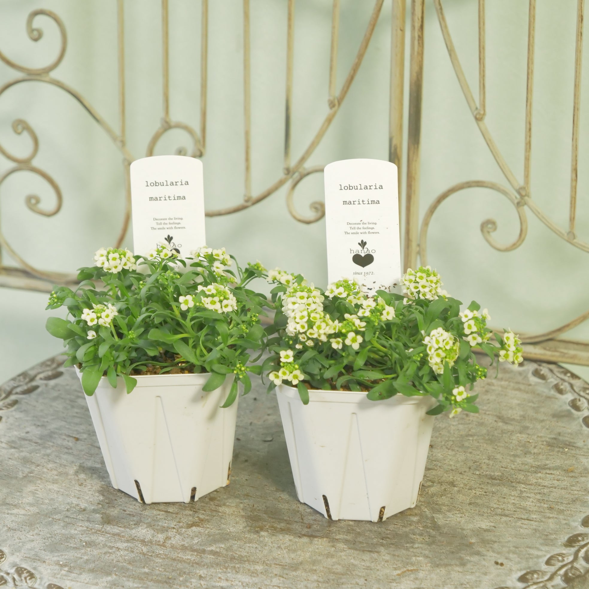 花苗、リーフ苗 – flower magic