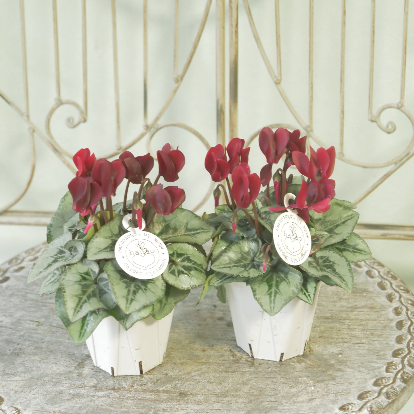 良株！花越さん生産　シクラメン（レッド）