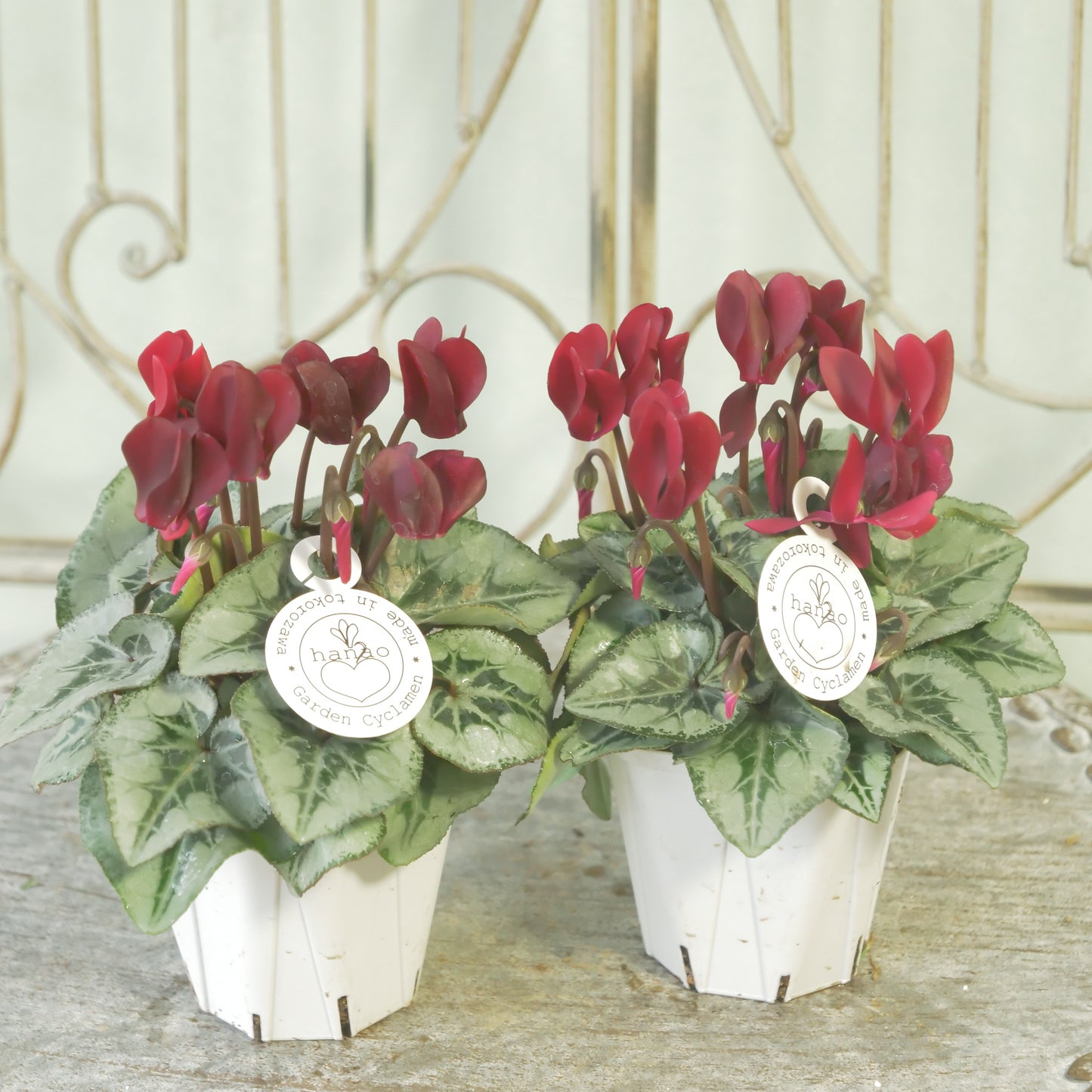 良株！花越さん生産　シクラメン（レッド）