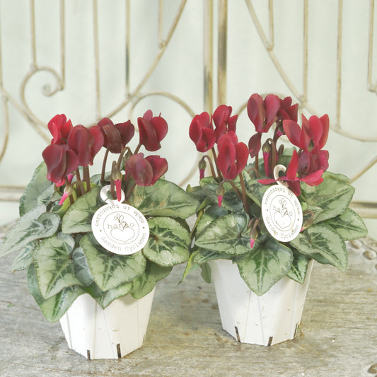 良株！花越さん生産　シクラメン（レッド）