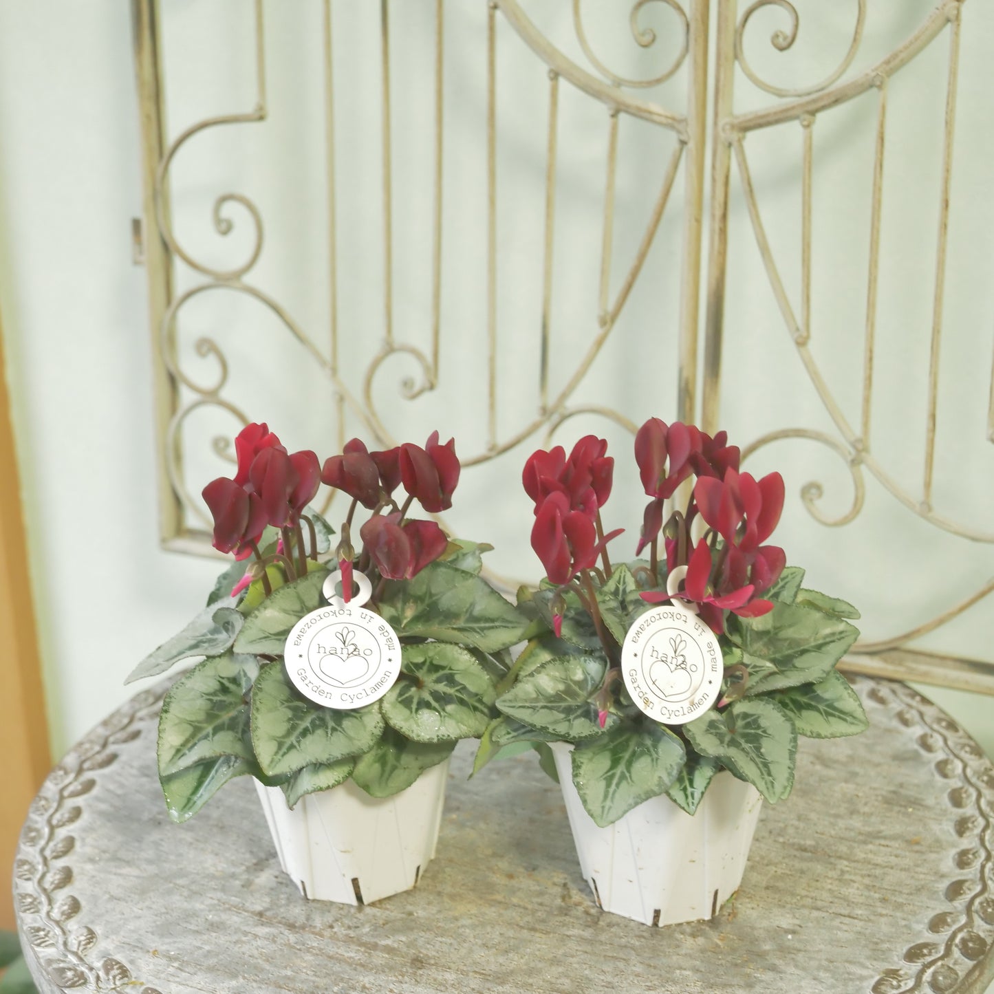 良株！花越さん生産　シクラメン（レッド）