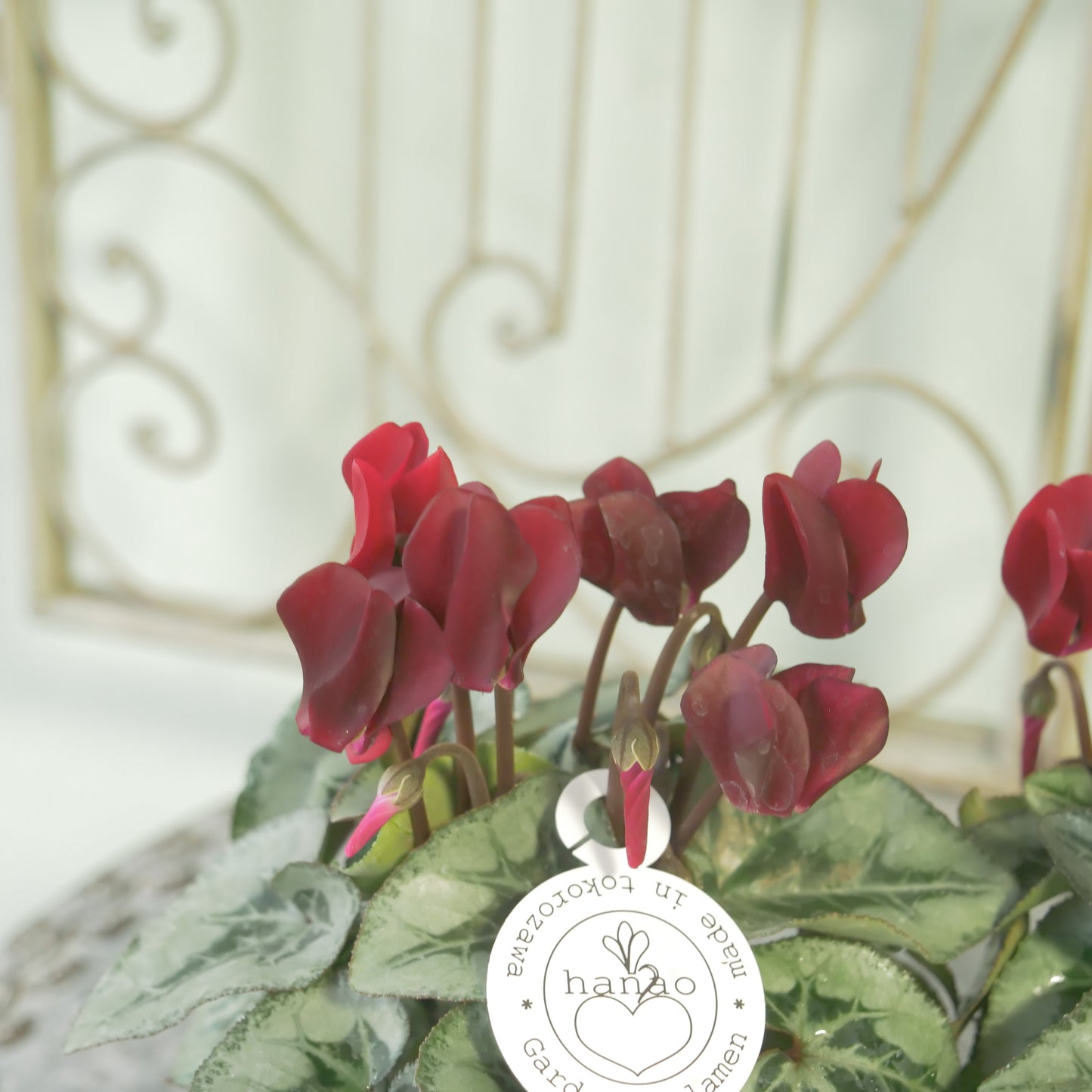 良株！花越さん生産　シクラメン（レッド）