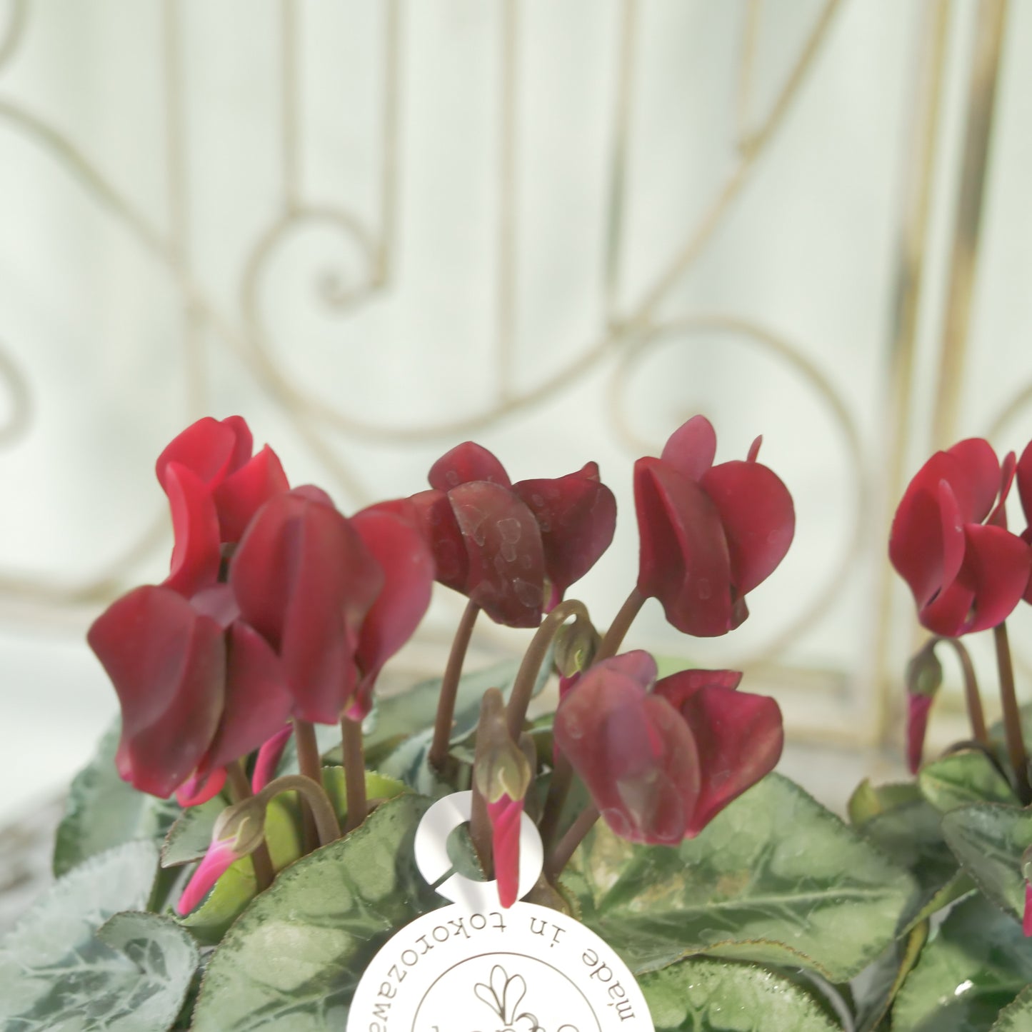 良株！花越さん生産　シクラメン（レッド）