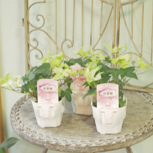 広野園芸さんのヘデラ【白雪姫】