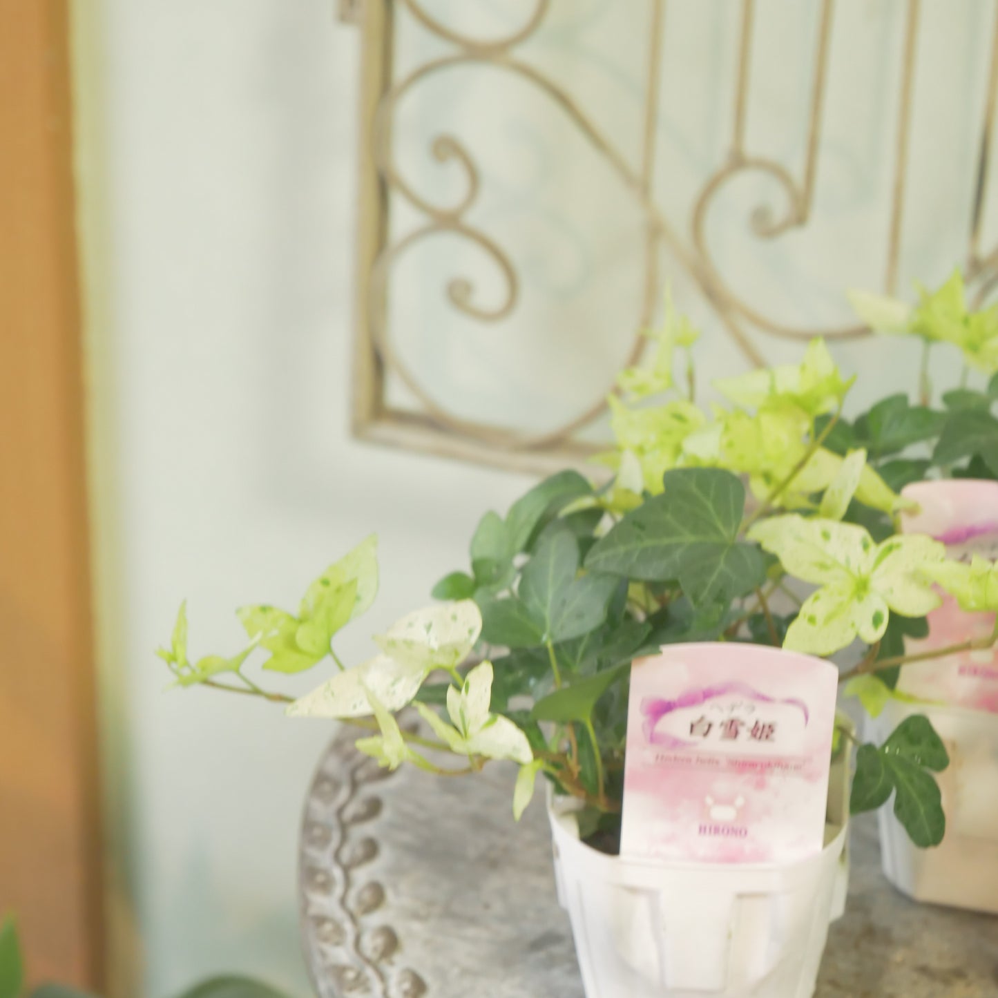 広野園芸さんのヘデラ【白雪姫】