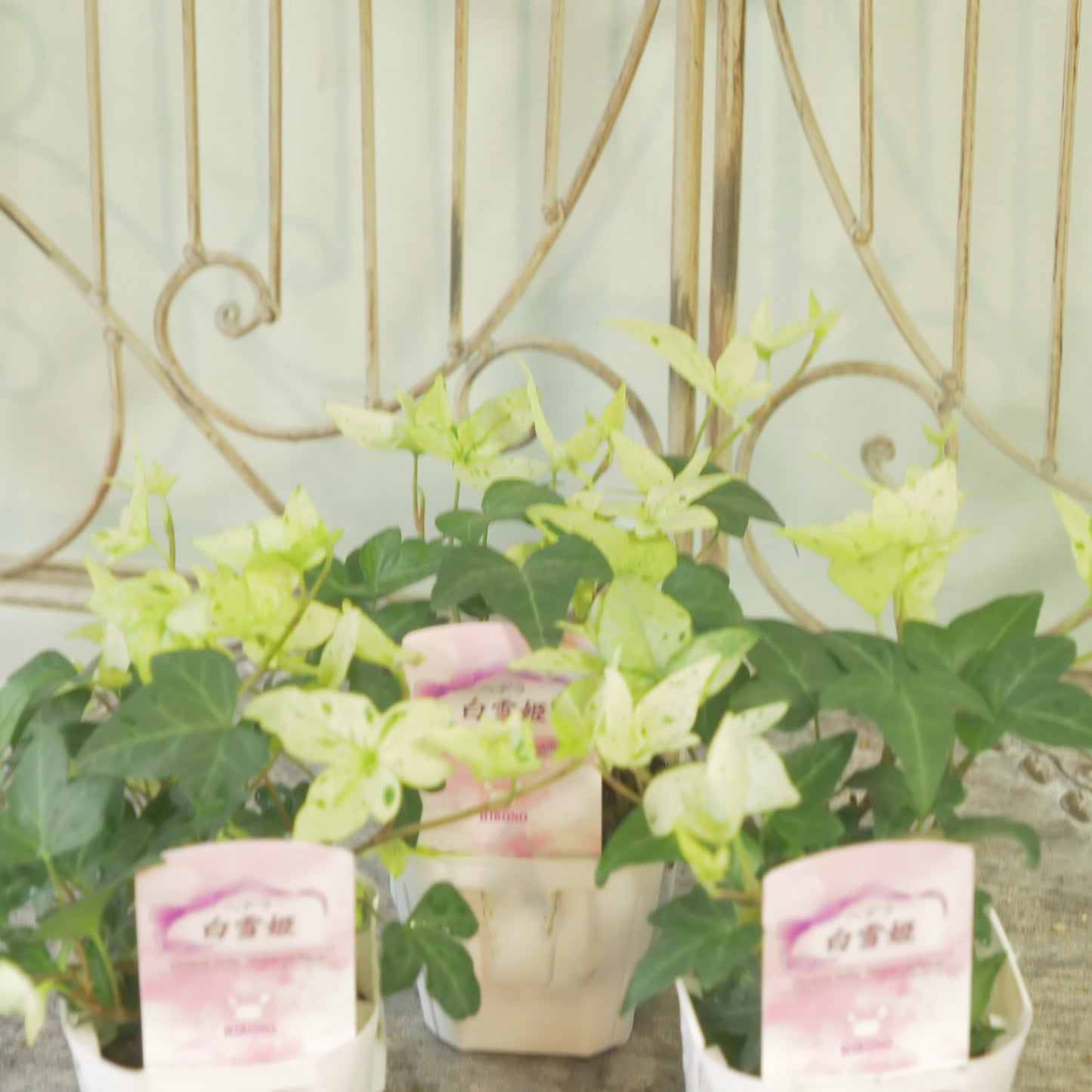 広野園芸さんのヘデラ【白雪姫】