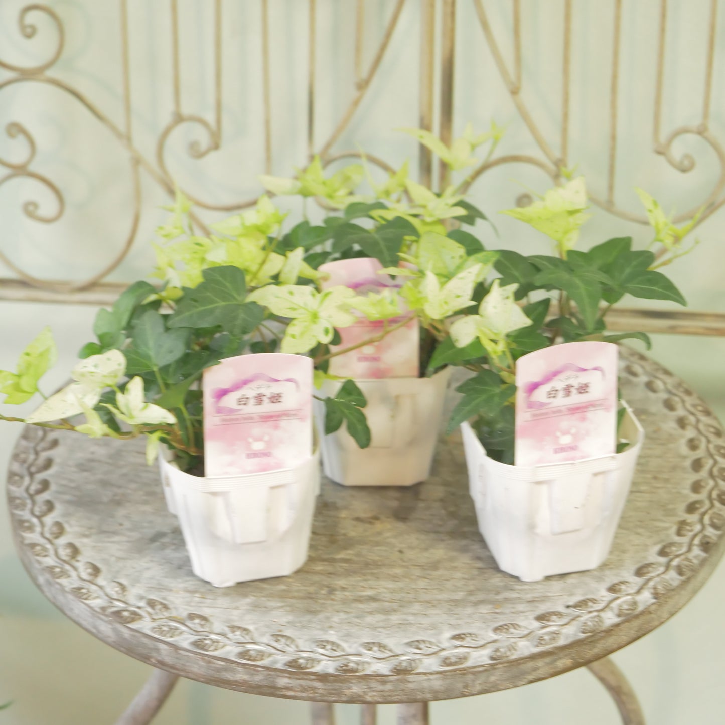 広野園芸さんのヘデラ【白雪姫】