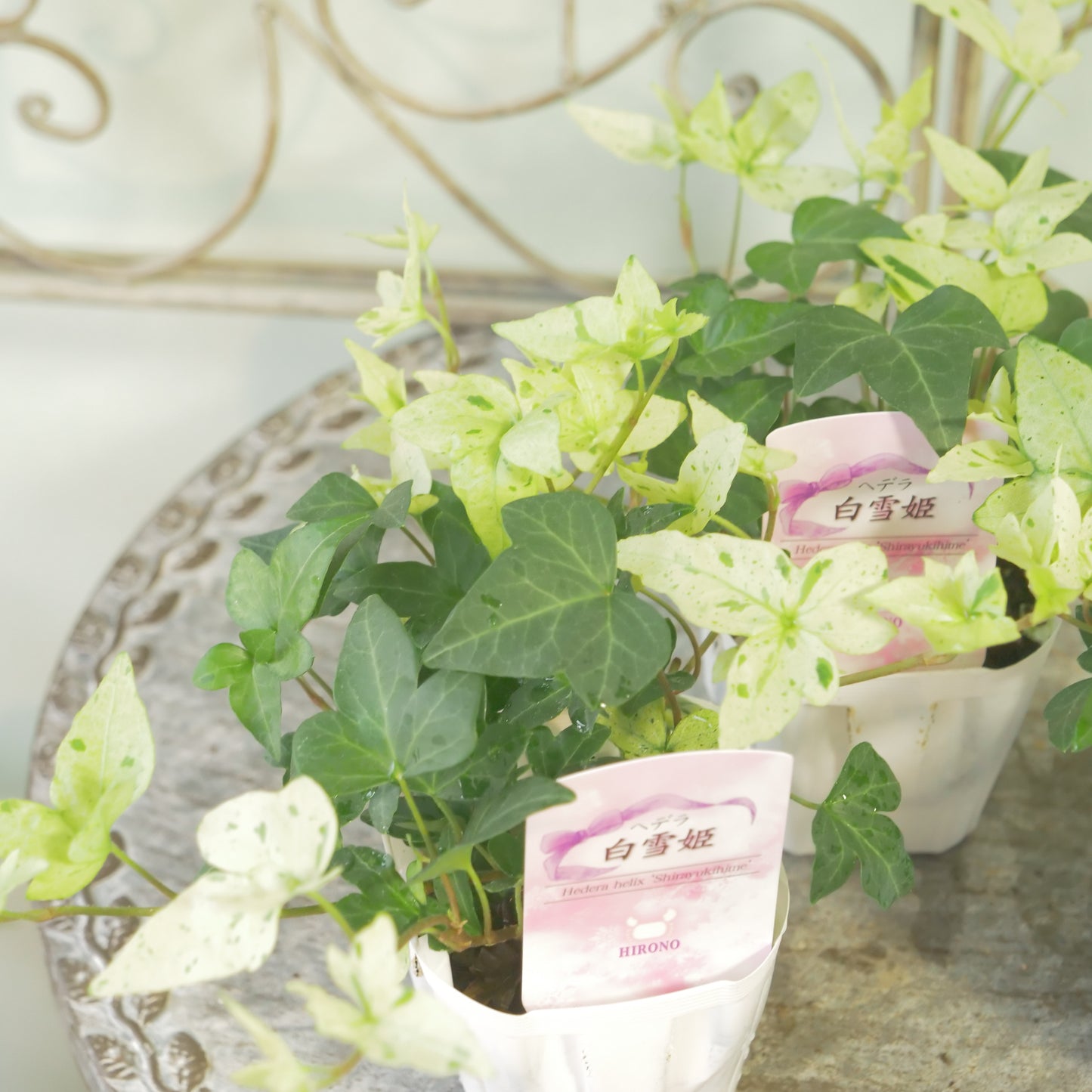広野園芸さんのヘデラ【白雪姫】