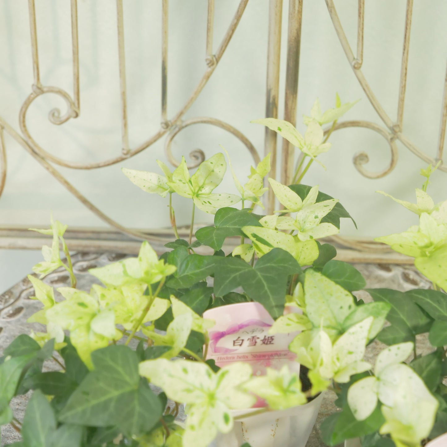 広野園芸さんのヘデラ【白雪姫】