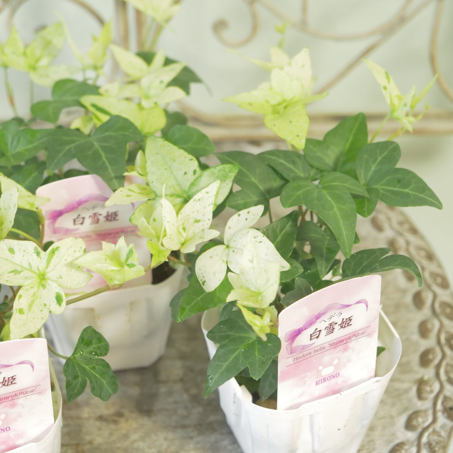 広野園芸さんのヘデラ【白雪姫】