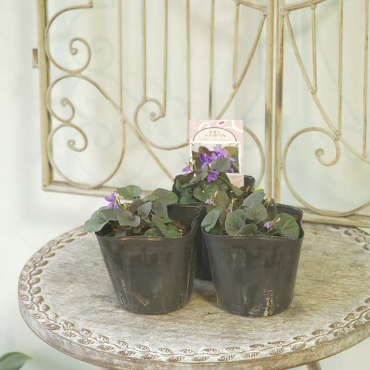 宿根スミレ【ラブラドリカ】黒葉スミレ