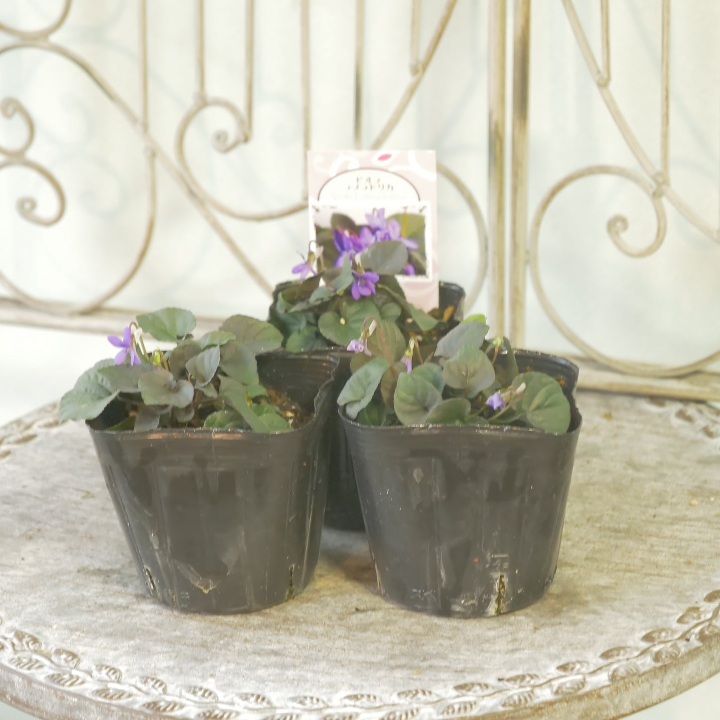 宿根スミレ【ラブラドリカ】黒葉スミレ