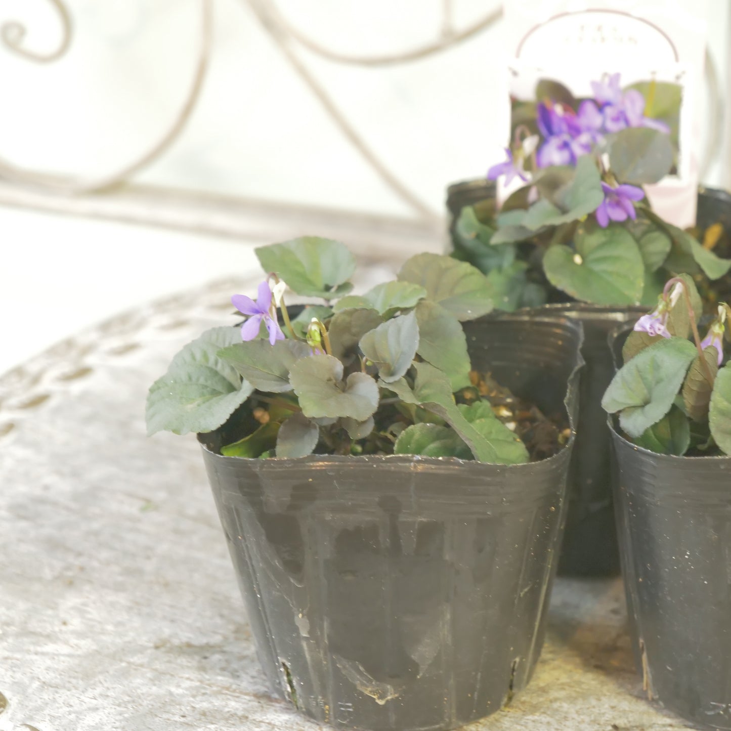 宿根スミレ【ラブラドリカ】黒葉スミレ