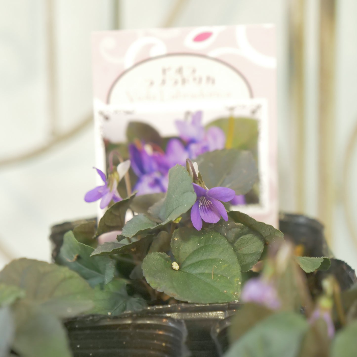 宿根スミレ【ラブラドリカ】黒葉スミレ