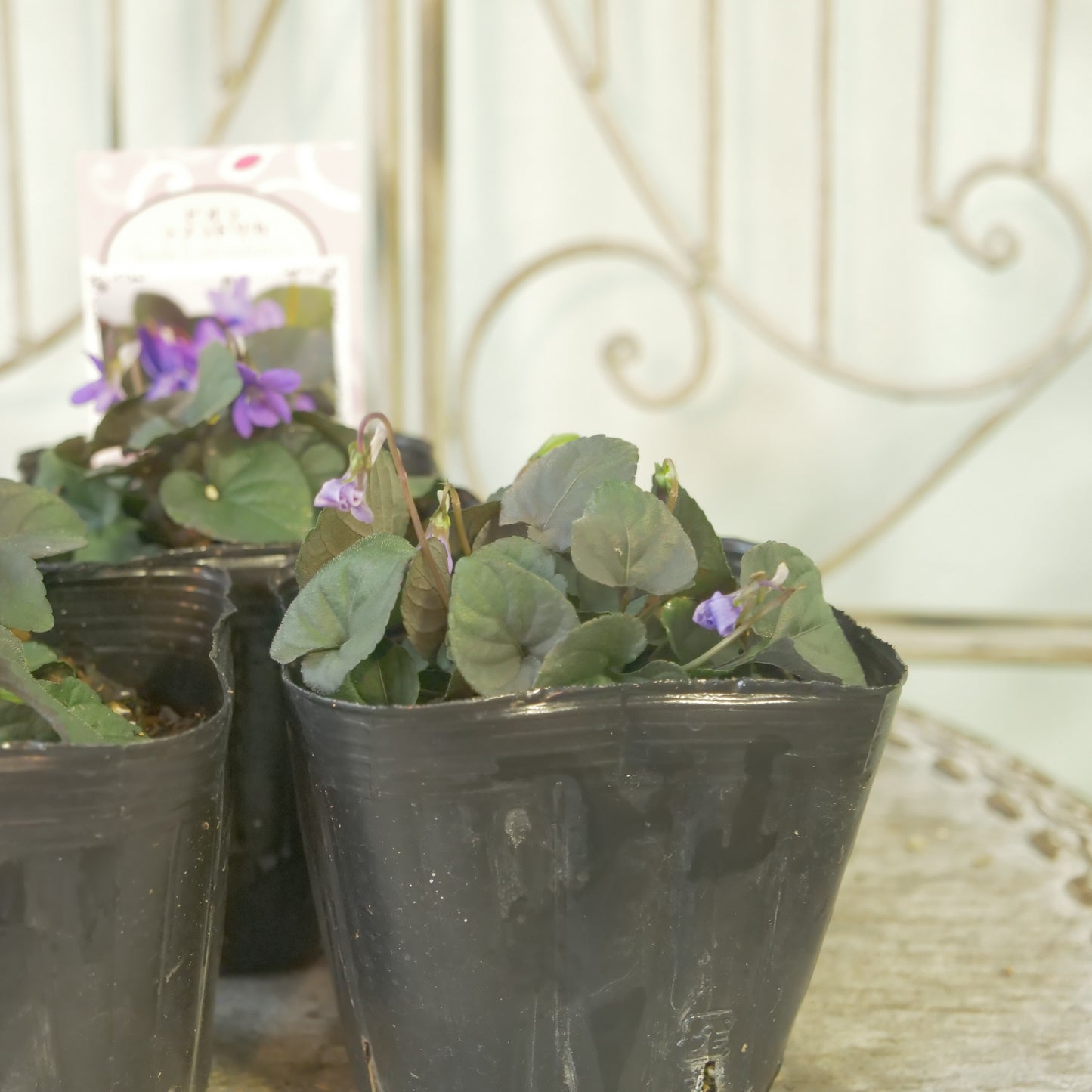 宿根スミレ【ラブラドリカ】黒葉スミレ