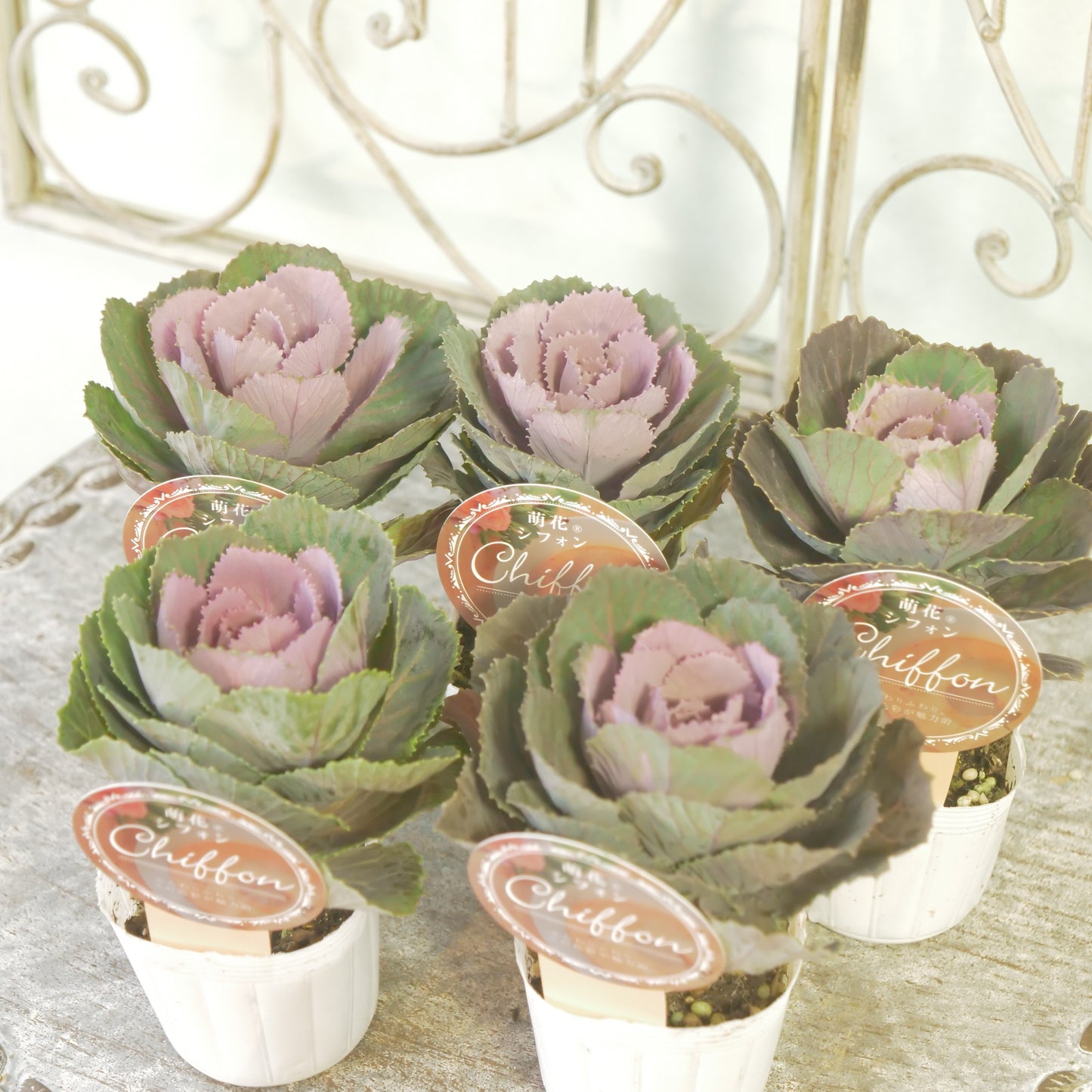 高見園芸さんオリジナルハボタン　萌花　シフォン