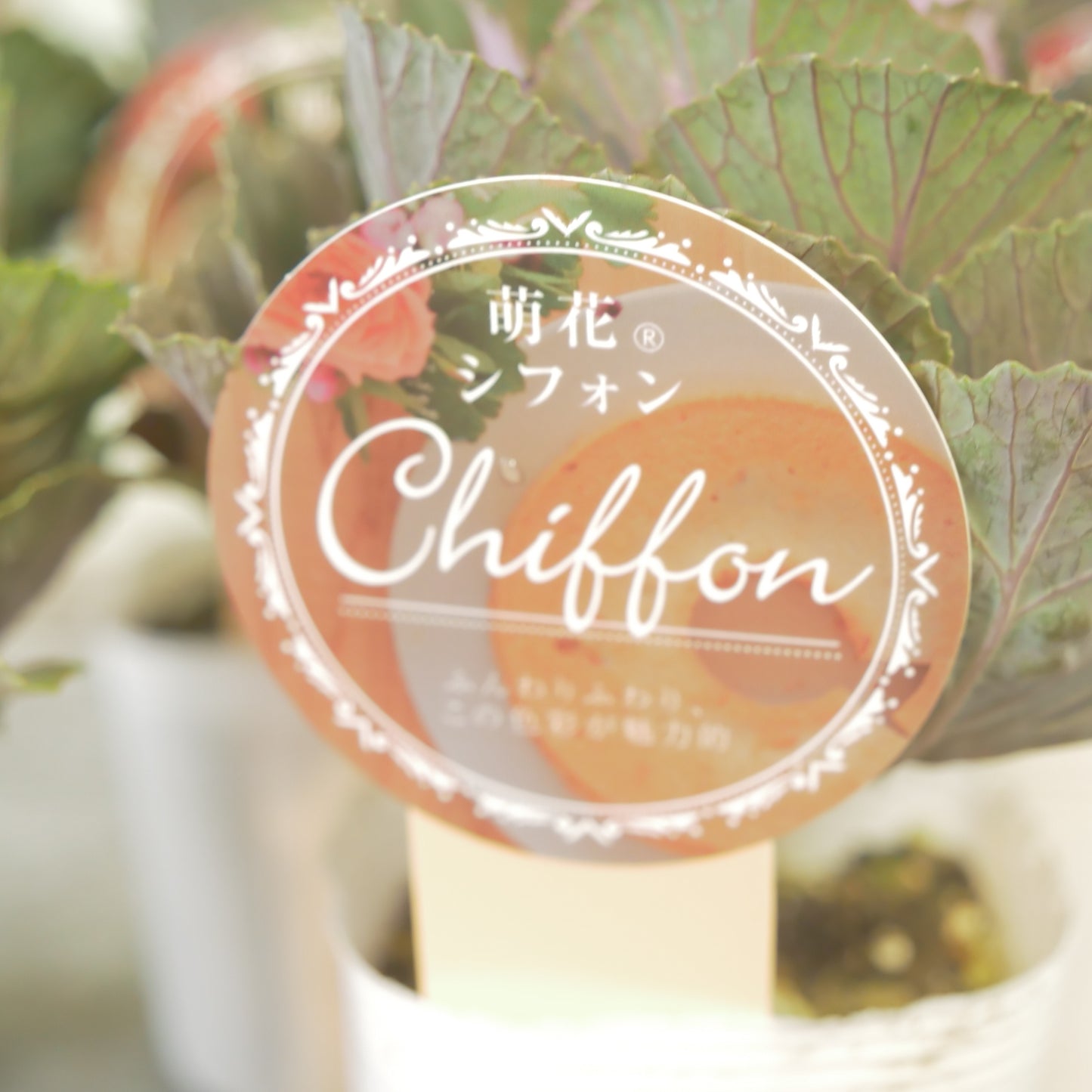 高見園芸さんオリジナルハボタン　萌花　シフォン