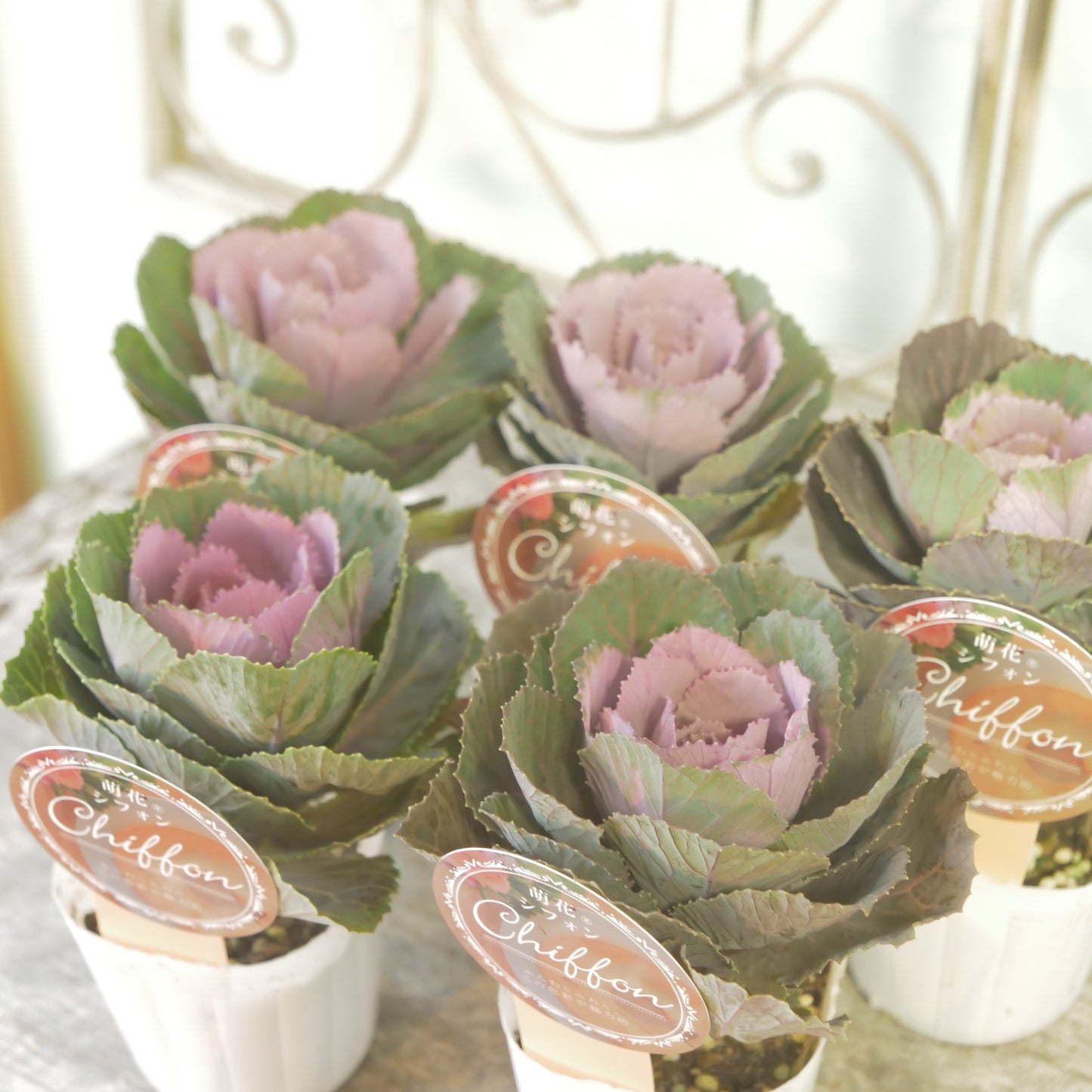 高見園芸さんオリジナルハボタン　萌花　シフォン