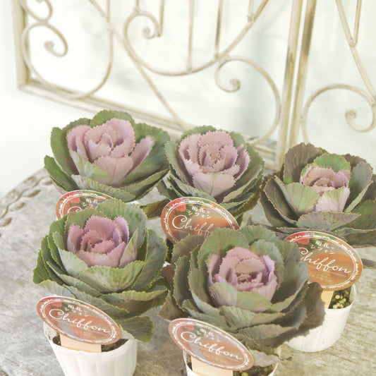 高見園芸さんオリジナルハボタン　萌花　シフォン