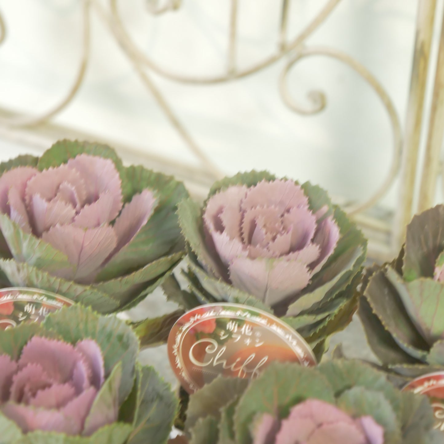 高見園芸さんオリジナルハボタン　萌花　シフォン