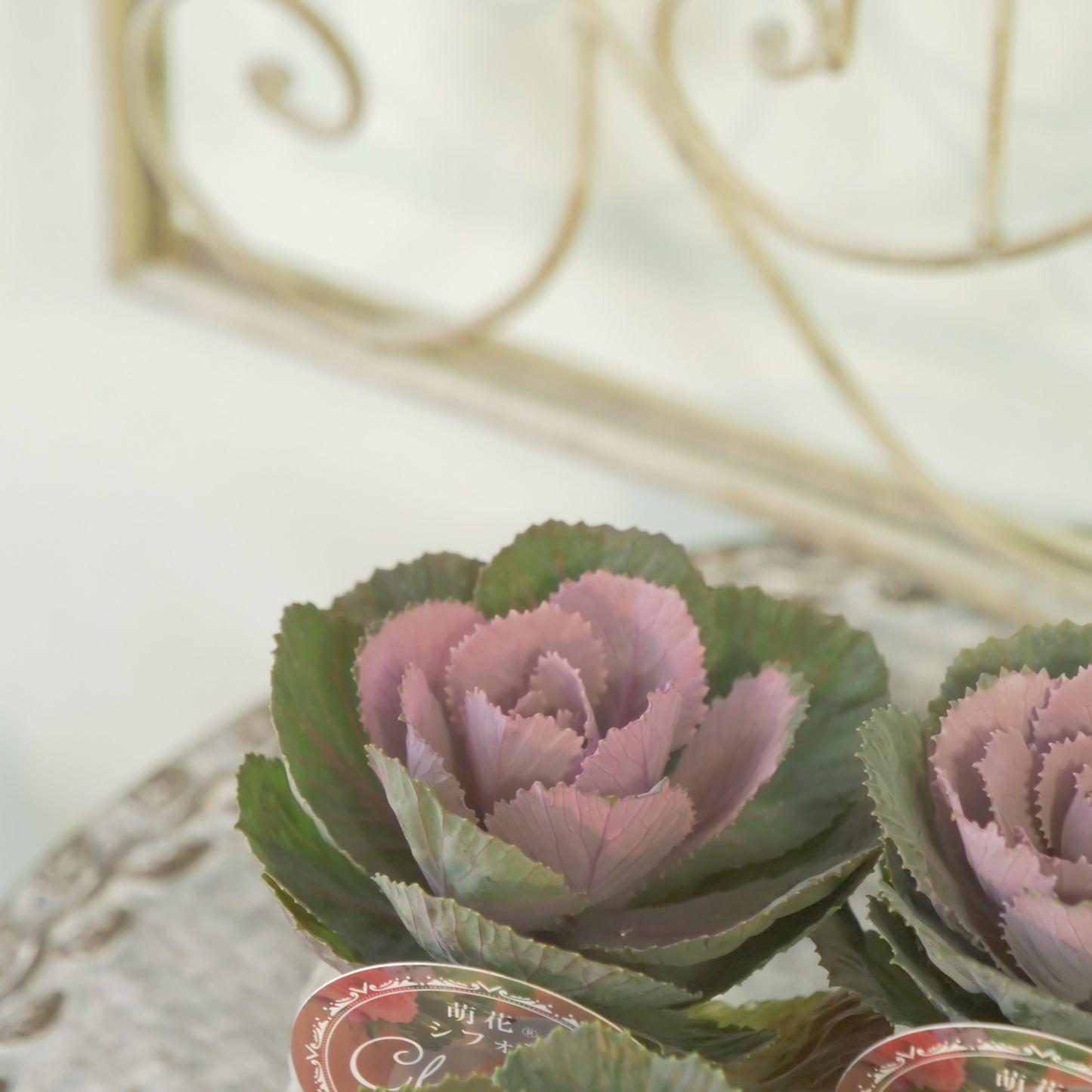 高見園芸さんオリジナルハボタン　萌花　シフォン