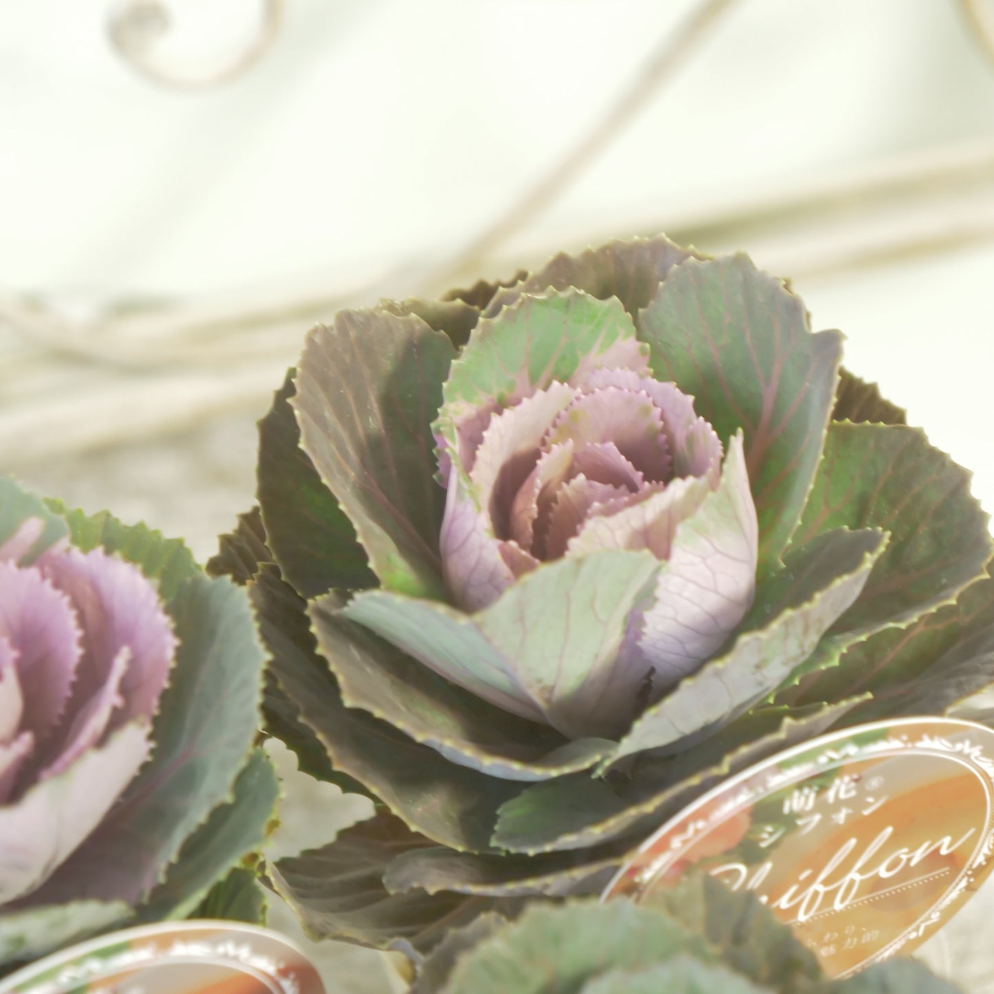 高見園芸さんオリジナルハボタン　萌花　シフォン