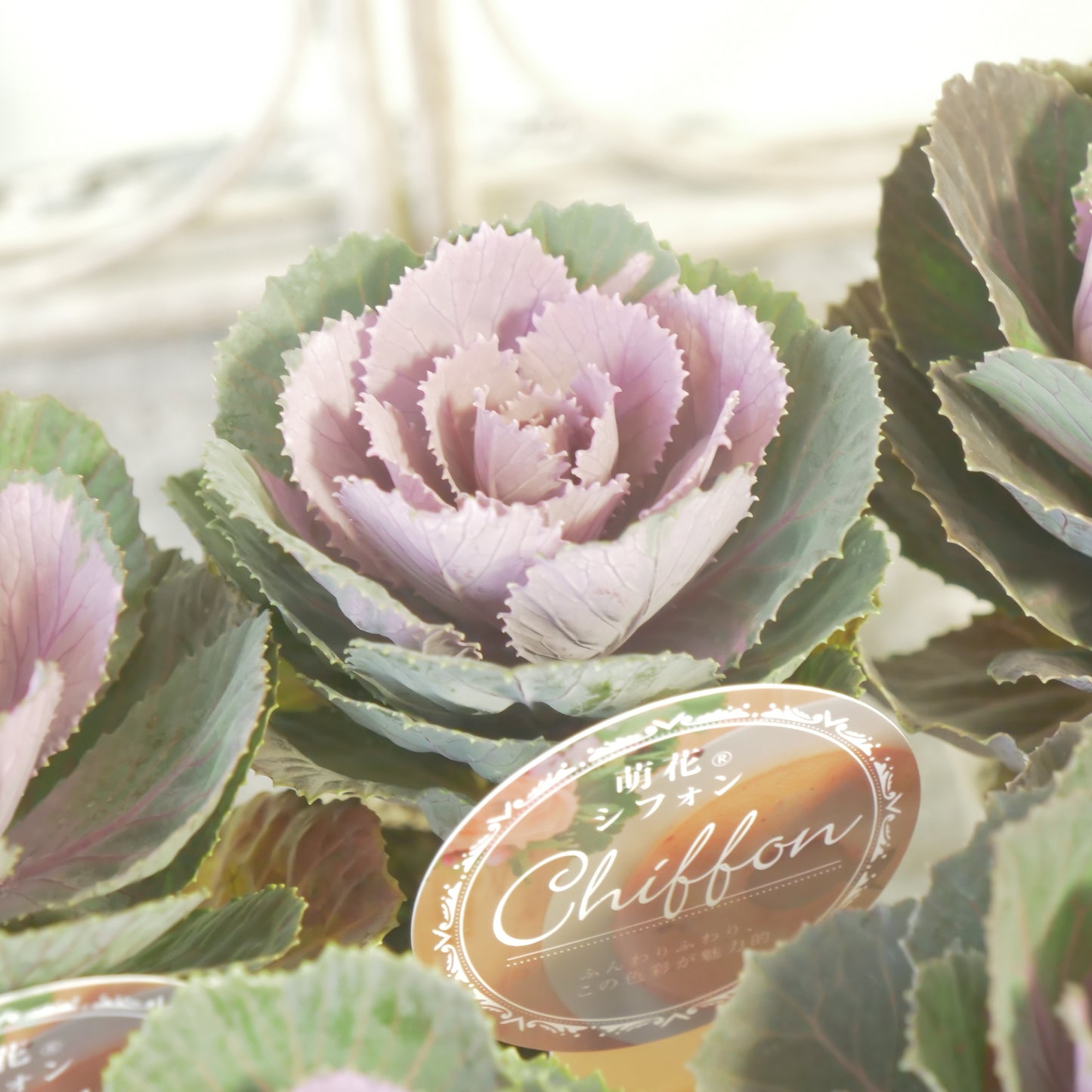 高見園芸さんオリジナルハボタン　萌花　シフォン