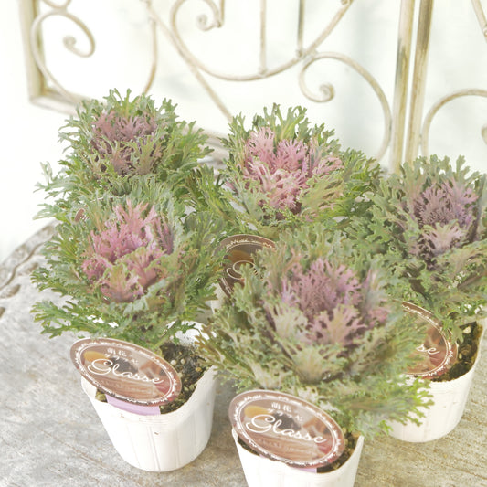 高見園芸さんオリジナルハボタン　萌花　グラッセ